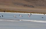 BOLIVIA 2 - Ruta de Las Joyas - Laguna Kanapa - 30
